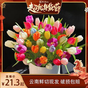 【k姐推荐】郁金香云南鲜花基地顺丰直发水养插花鲜切花昆明花卉