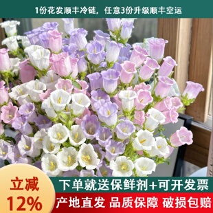 顺丰冷链紫色风铃花鲜花花材水培插花风铃草鲜切花客厅摆件装 饰品