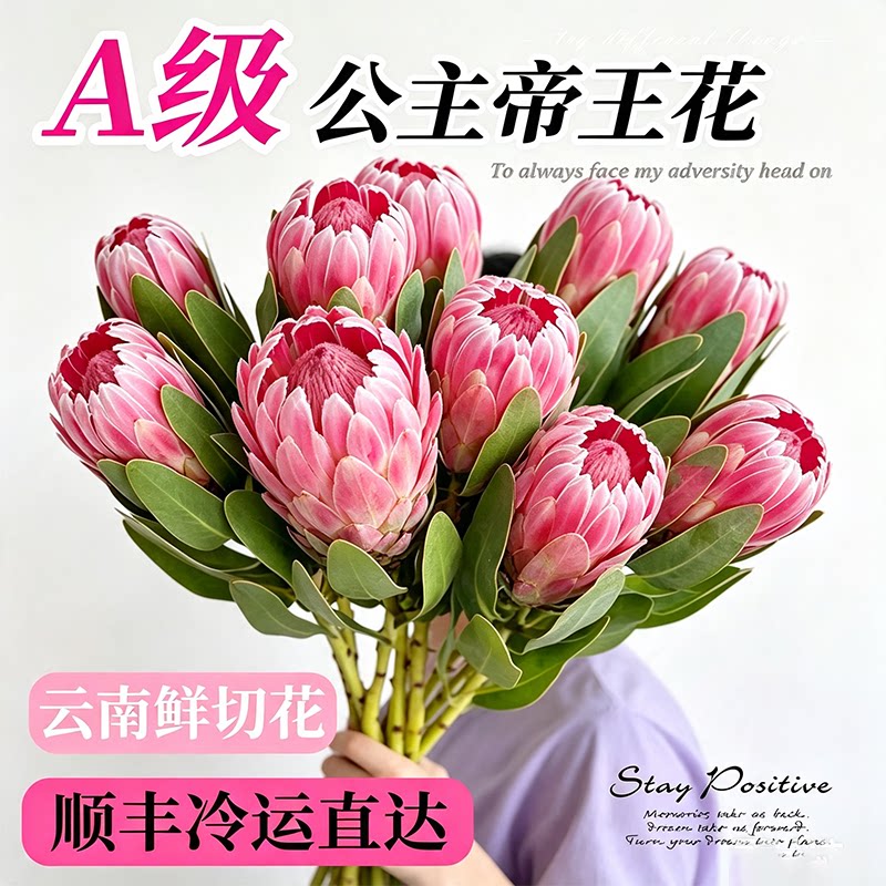 南非公主鲜花帝王鲜切花可水养图片