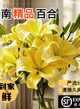 精品百合鲜花云南基地粉色白色重瓣香水百合家用插花黄霸天鲜切花