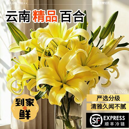 精品百合鲜花云南基地粉色白色重瓣香水百合家用插花黄霸天鲜切花