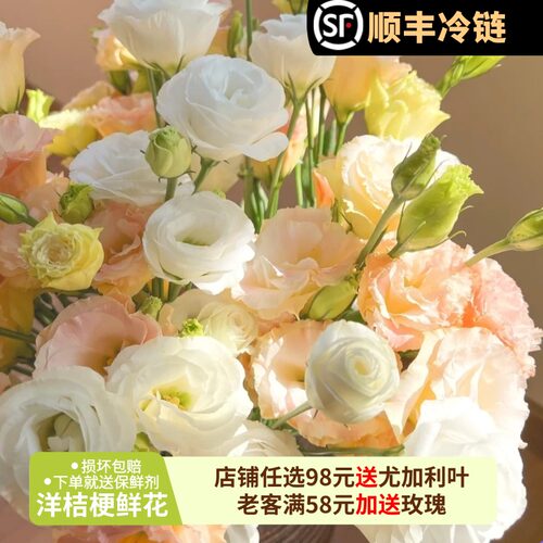 洋桔梗鲜花云南基地直发顺丰速运