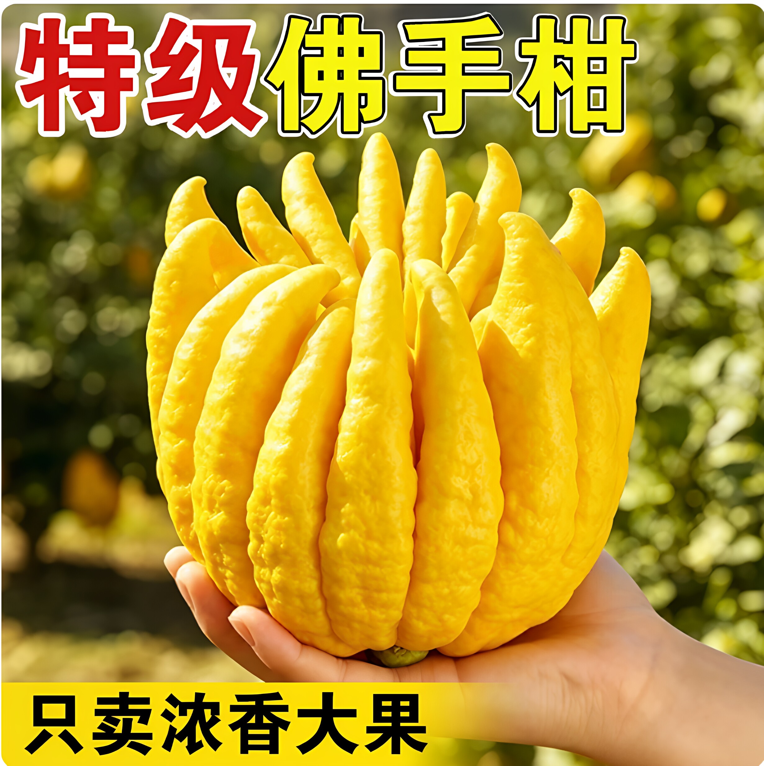 佛手柑现摘水培植物鲜果室内桌面绿植盆栽新鲜切枝佛手瓜摆件闻香