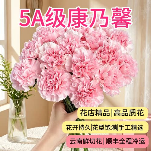 康乃馨鲜花云南基地直发