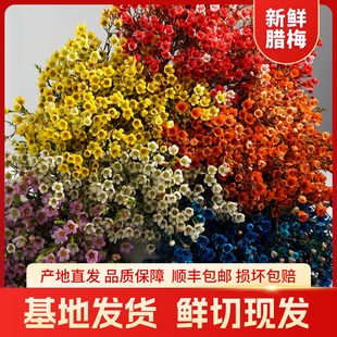 腊梅水培鲜切花云南基地室内花卉直发客厅摆件蜡梅红梅带花苞植物