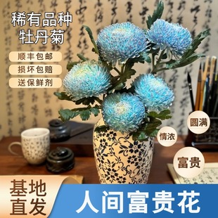 云南鲜花基地直发顺丰牡丹菊基地A级鲜花速度同城插花水养次日达