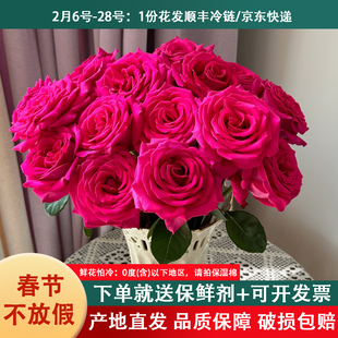 稀有A级玫瑰花弗洛伊德红玫瑰云南鲜花基地直发斗南市场插花真花