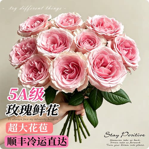 稀有玫瑰花粉荔枝鲜切花插花云南