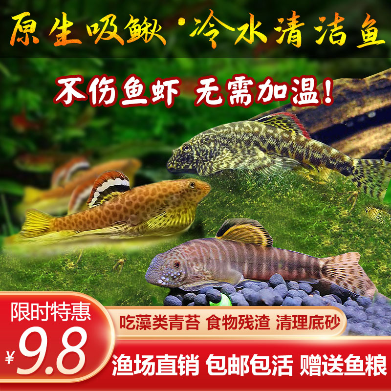 速发冷水清道爬原生鱼吸鳅夫岩鳅琵琶鱼藻缸清洁鱼鼠鱼鱼缸除鱼工