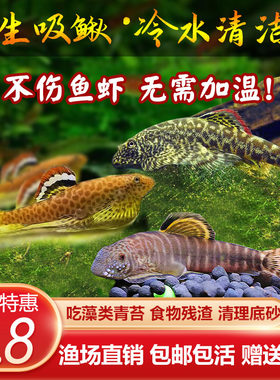 速发冷水清道爬原生鱼吸鳅夫岩鳅琵琶鱼藻缸清洁鱼鼠鱼鱼缸除鱼工