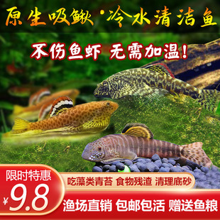 速发冷水清道爬原生鱼吸鳅夫岩鳅琵琶鱼藻缸清洁鱼鼠鱼鱼缸除鱼工