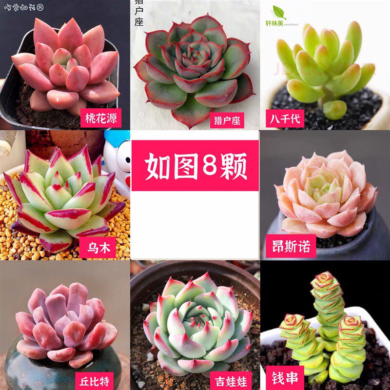 速发多肉植物精品组合盆栽绿植花卉桃蛋玉露熊童子红宝石老桩带盆