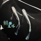 观背青鳉桌面观赏鱼造景迷你锦鲤粤鳉天使之翼真长鳍可侧观冷水鱼