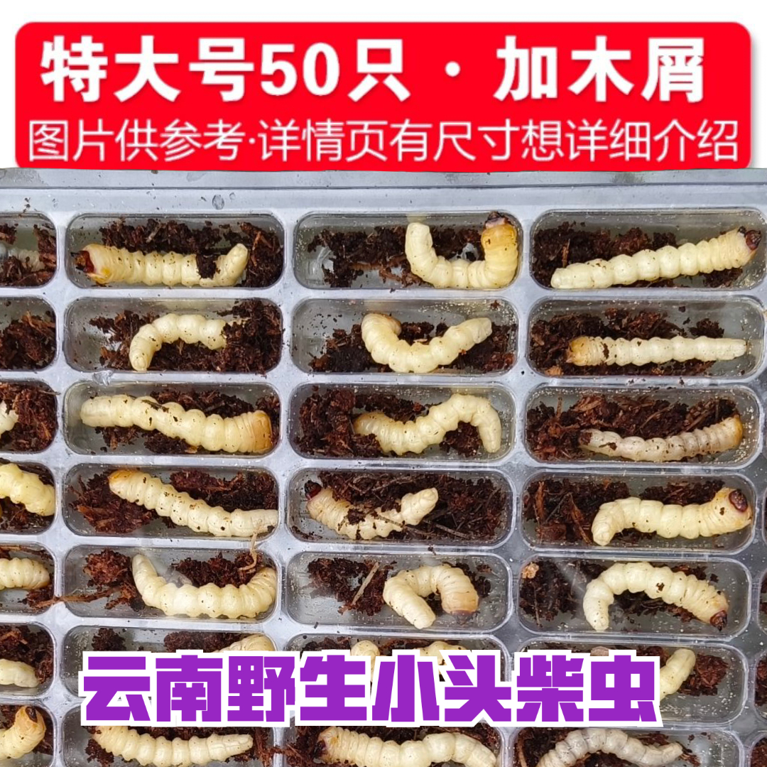 特大号柴虫50只2025年小头画眉比赛贵州松树天牛幼虫鸟食状镖活虫