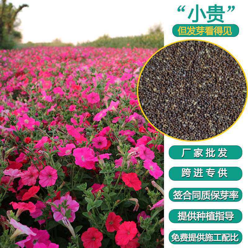 工厂销售东北草花时令花垂吊矮牵牛花卉绿化工程园林绿化保证发芽