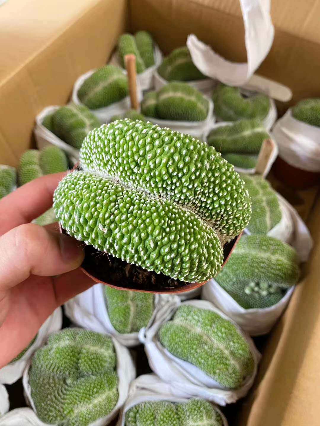 基地直销仙人球植物桌面小盆栽居家绿植松露玉缀化