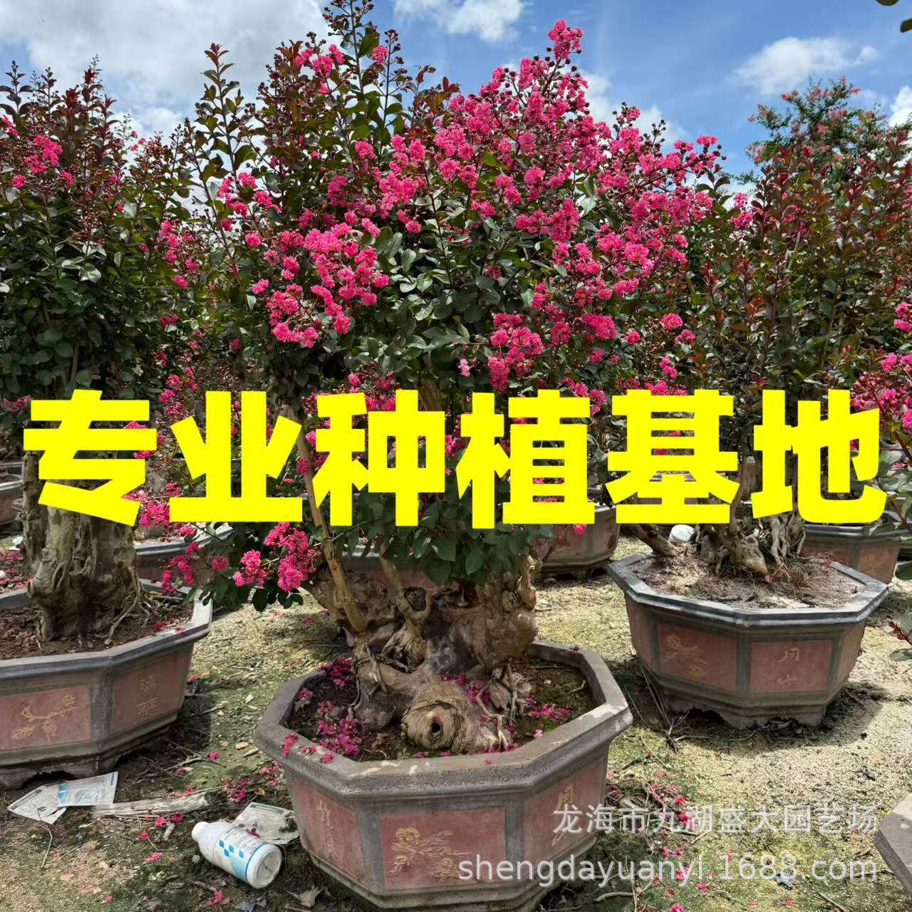 福建紫薇桩占地桩批发安徽紫薇盆景上海紫薇树桩山东紫薇古桩