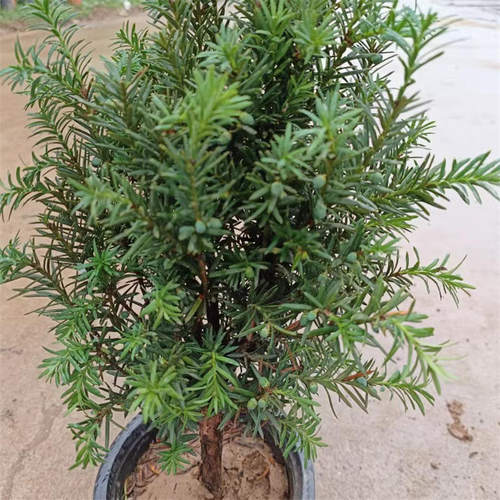 业之欣基地曼地亚红豆杉盆栽盆