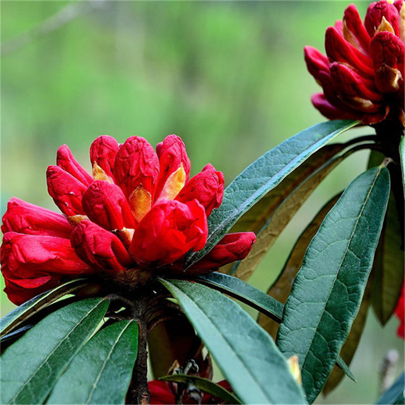 业之欣高山杜鹃花树苗四川基地图片