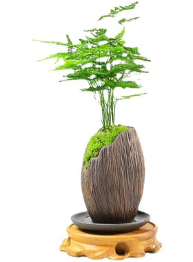 文竹绿植室内盆栽k植物好养办公室窗台四季迷你桌面创意小型盆景