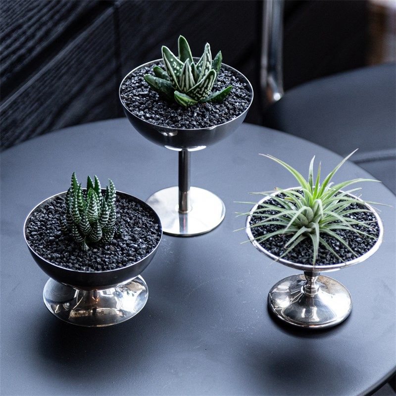 多肉植物空气凤梨组合盆栽室x内好养活花卉咖啡厅小绿植酒馆盆景,鲜花速递/花卉仿真/绿植园艺,多肉植物,淘宝优惠券,粉丝福利购,淘宝优惠卷