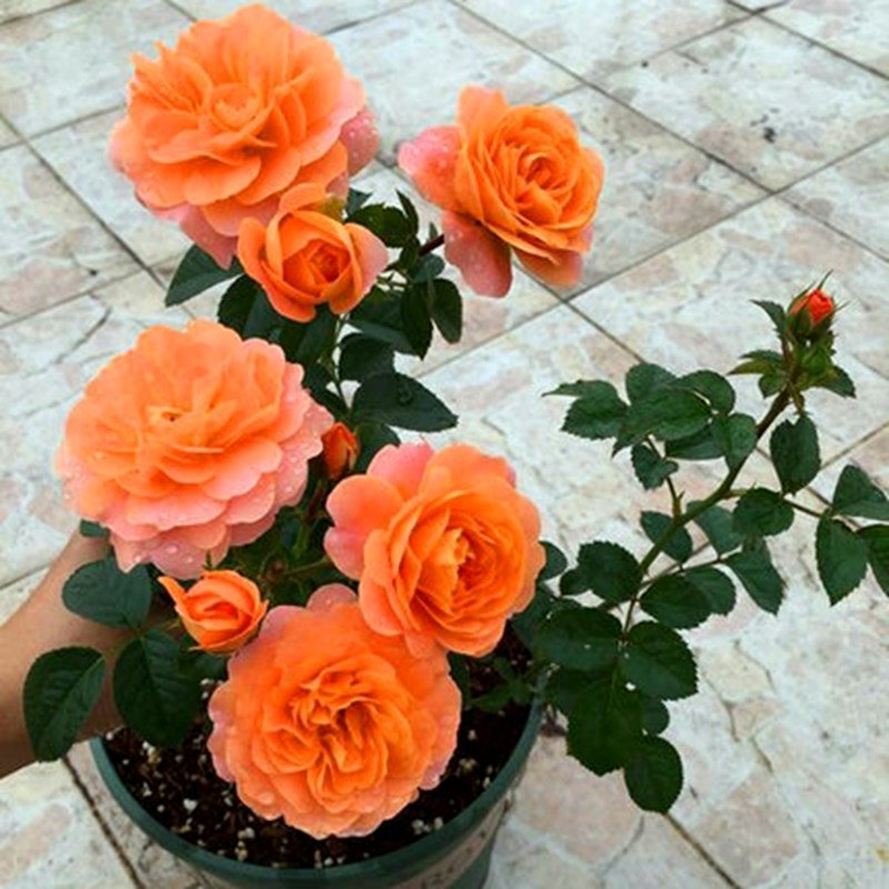 果汁阳台大花微月季花苗四季开浓香大花庭院O花卉植物易活玫瑰盆,鲜花速递/花卉仿真/绿植园艺,月季/蔷薇/玫瑰,淘宝优惠券,粉丝福利购,淘宝优惠卷