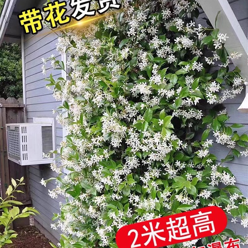 风车茉莉1.8米爬藤拱门耐寒耐热四季绿盆栽爬藤S室外法国香水阳台