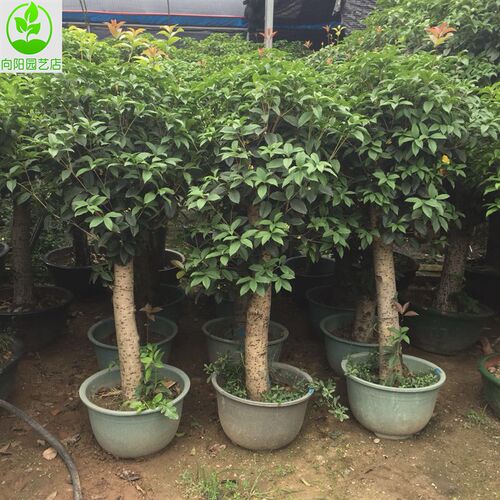 精品桂花树丹桂金桂四季桂血桂四季E常青庭院盆栽桂花老桩大树包