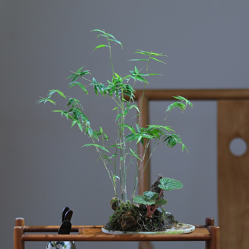 吸水石水旱盆景一物一拍桌面绿H植茶室居家搭配耐阴竹子