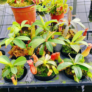 捕蝇草盆栽组合套餐超大苗食虫植物D猪笼食蝇草食虫草茅膏菜瓶子