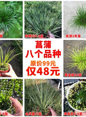 【八个品种】微型盆景金钱菖蒲y虎须水培随手香水陆缸盆栽绿植兰