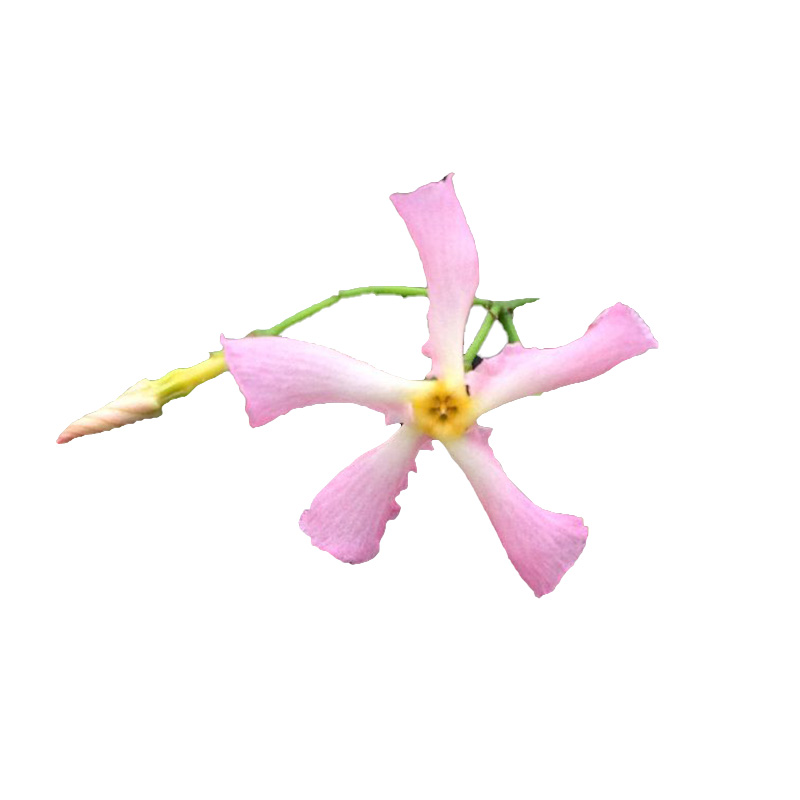 粉色洗礼风车茉莉爬藤四季开x花卉绿植物室内阳台庭院盆栽耐热常