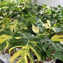 锦化龟背竹 室内植物 黄锦龟背竹 黄龟