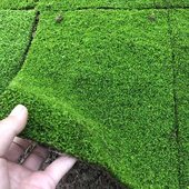 园林绿化微景观 青苔藓植物鲜活日式 庭p院 雨林缸盆栽铺面假山绿