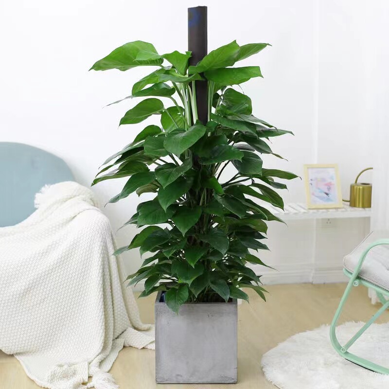 大型绿植室内客厅办公室盆栽大叶长藤绿萝L柱除甲醛净化空气好养