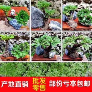 野生卷柏植物绿植盆栽九死还魂y草室四微小季常青小叶大叶盆景包