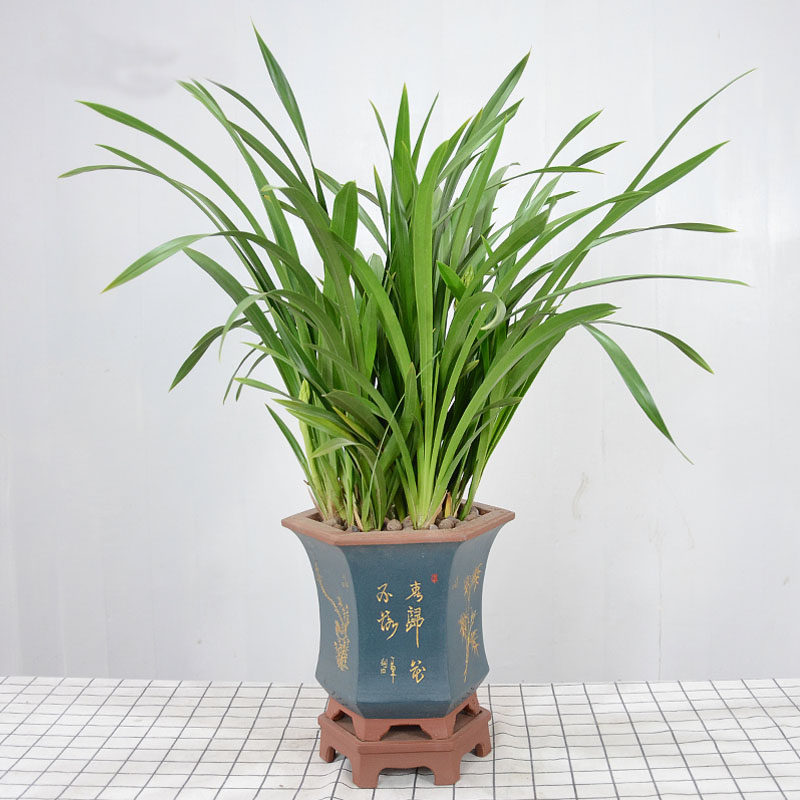 兰花黄金香兰草墨兰绿植盆栽时令C花卉植物盆景室内外净化甲醛空