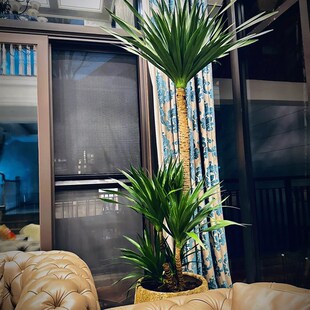 荷兰铁盆栽 双层太空铁龙血树 老桩好养K绿植室内客厅办公室大植