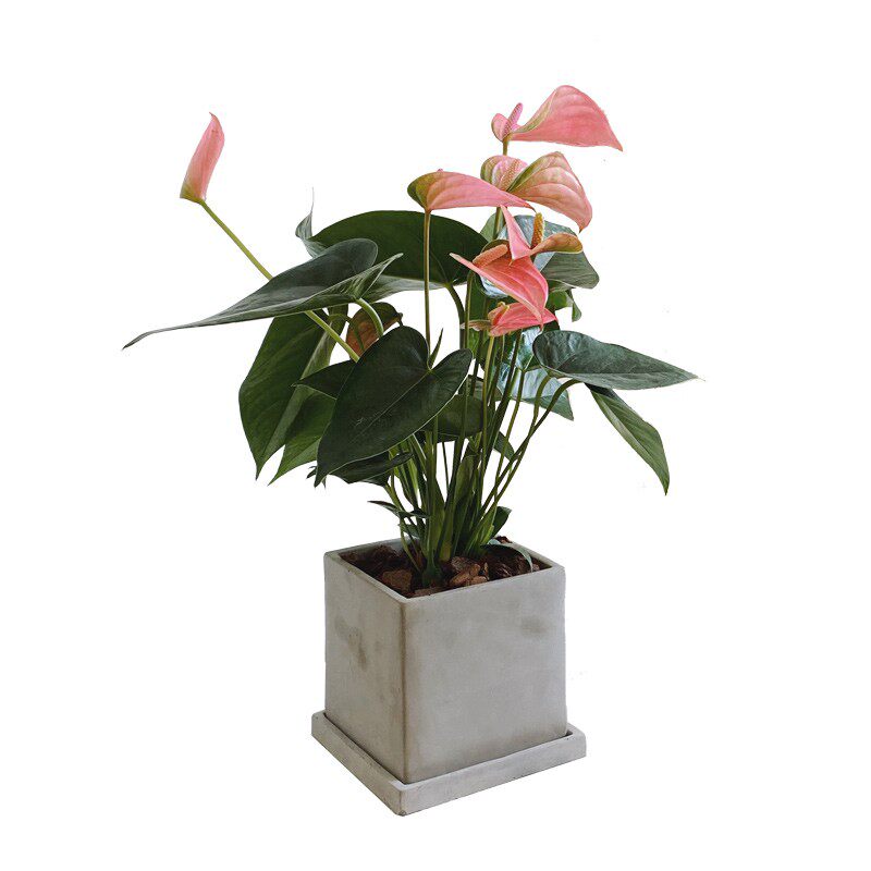 亲爱的绿植红掌红骄阳室内耐阴耐热花卉送礼盆Q栽四季常开节日礼