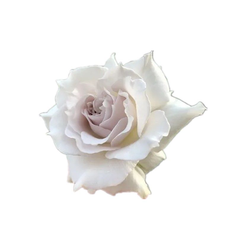 新品莎菲c天使玫瑰月季花苗稀有日月河本纯子白色淡紫灌木浓香切,鲜花速递/花卉仿真/绿植园艺,月季/蔷薇/玫瑰,淘宝优惠券,粉丝福利购,淘宝优惠卷