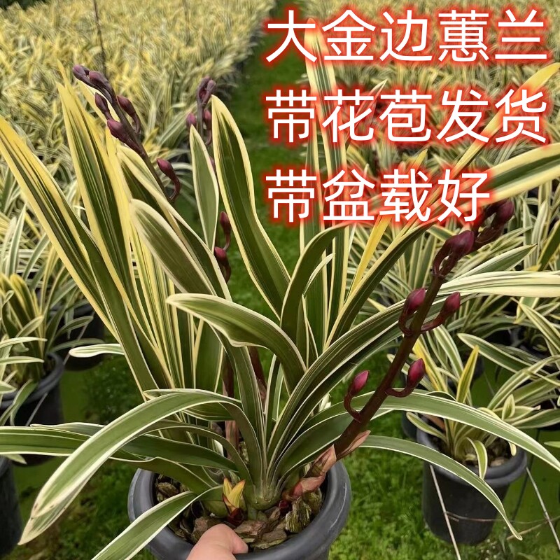 大花蕙兰盆栽带花苞兰花墨兰香兰苗盆景室内阳台观V花鲜花植物花