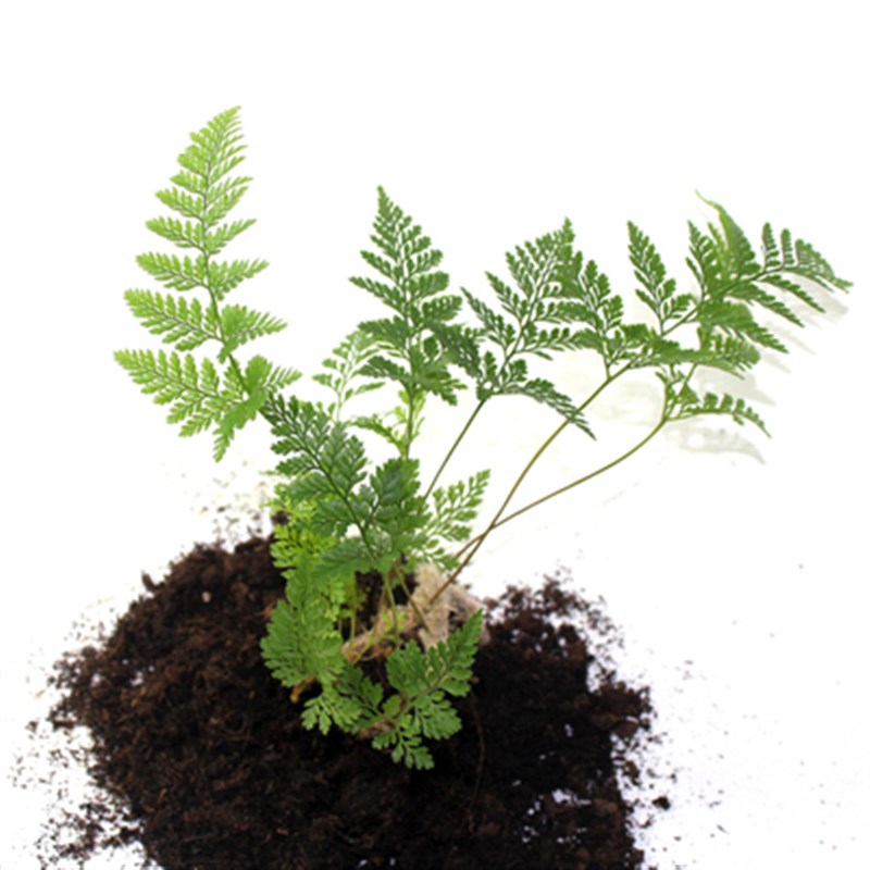 速发苔藓微景观生态瓶背景小植物 迷你蕨类 狼尾蕨 绿地珊瑚蕨 银