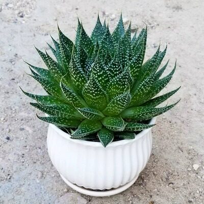 速发多肉植客波露芦荟科室内物厅台美观易养护可水花会开培盆栽