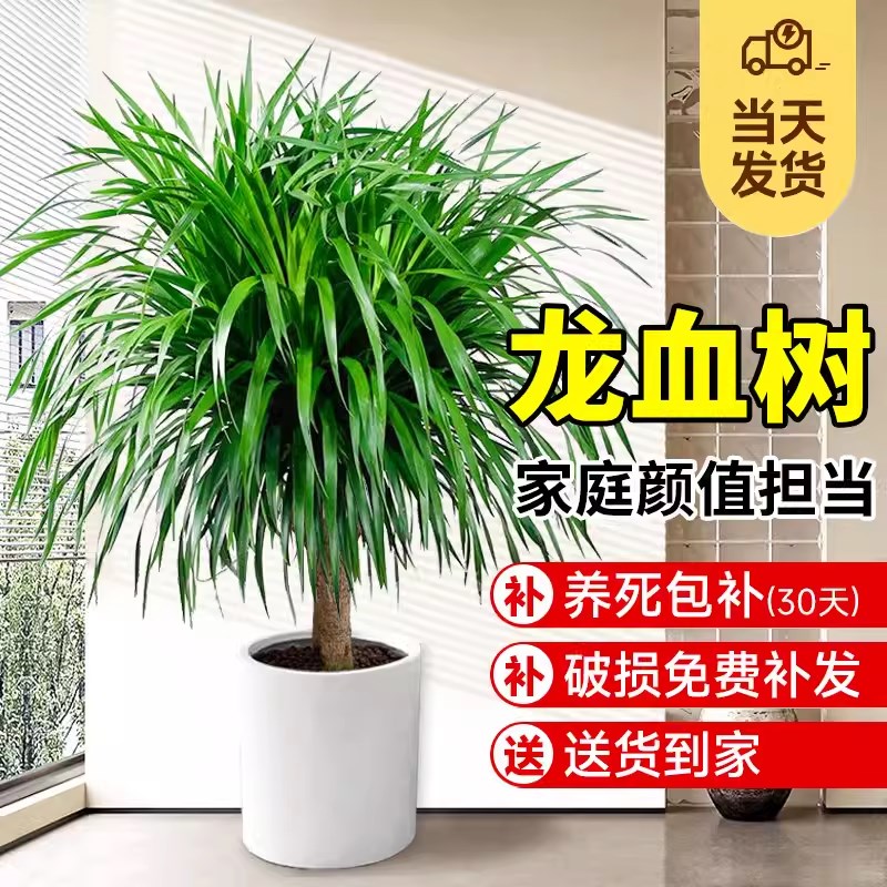 速发龙血树客厅盆绿栽植室内大型树养多头龙须好龙铁花卉盆景植物