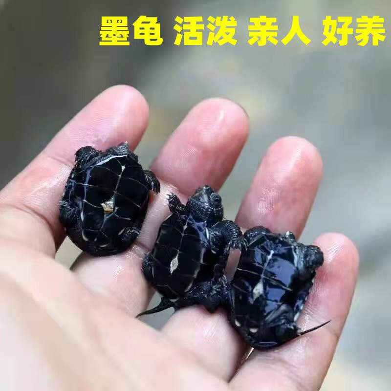速发墨全观赏草龟黑小乌龟中华龟龟苗顶墨龟深水龟情侣全墨长寿龟