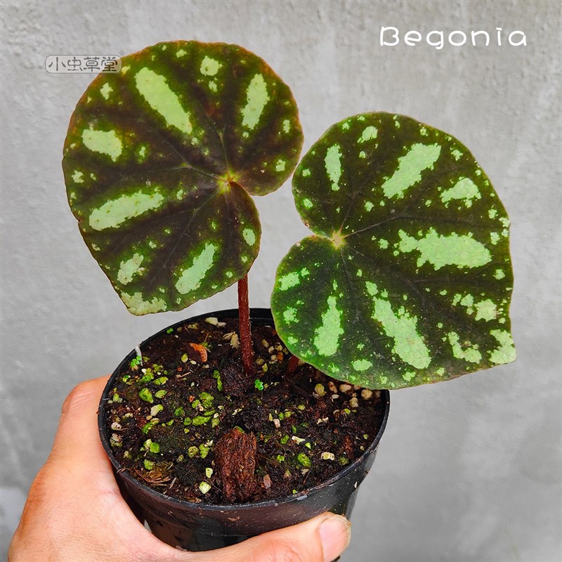 速发北越秋海棠小虫草堂盆栽士五彩蜗牛焰火室内观叶彩叶植物热带