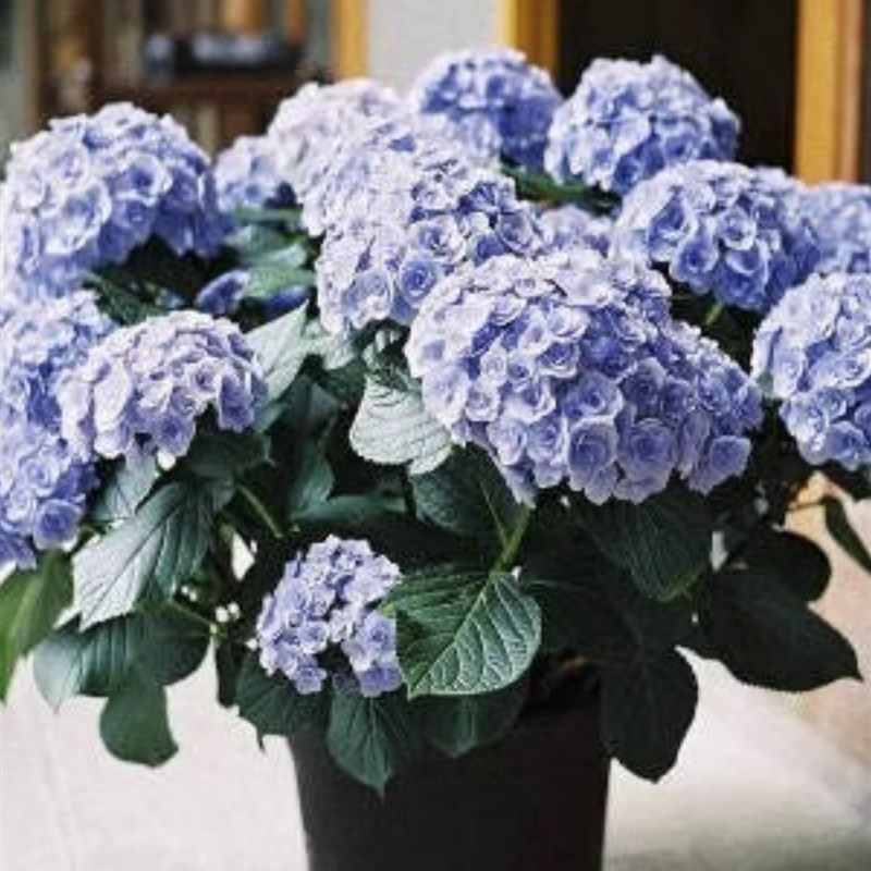 绣球花苗盆栽无尽夏开花好养四季花卉植物室内阳台庭院花园绿植