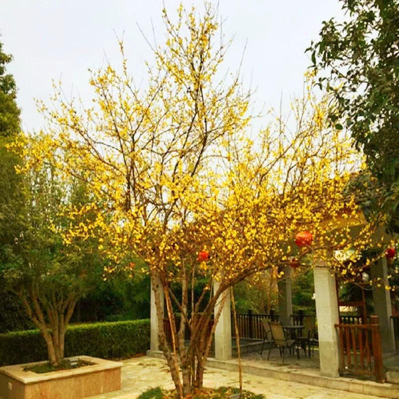 素心腊梅老桩盆栽树苗庭院阳台室内外耐寒浓香型盆景花卉木本植物