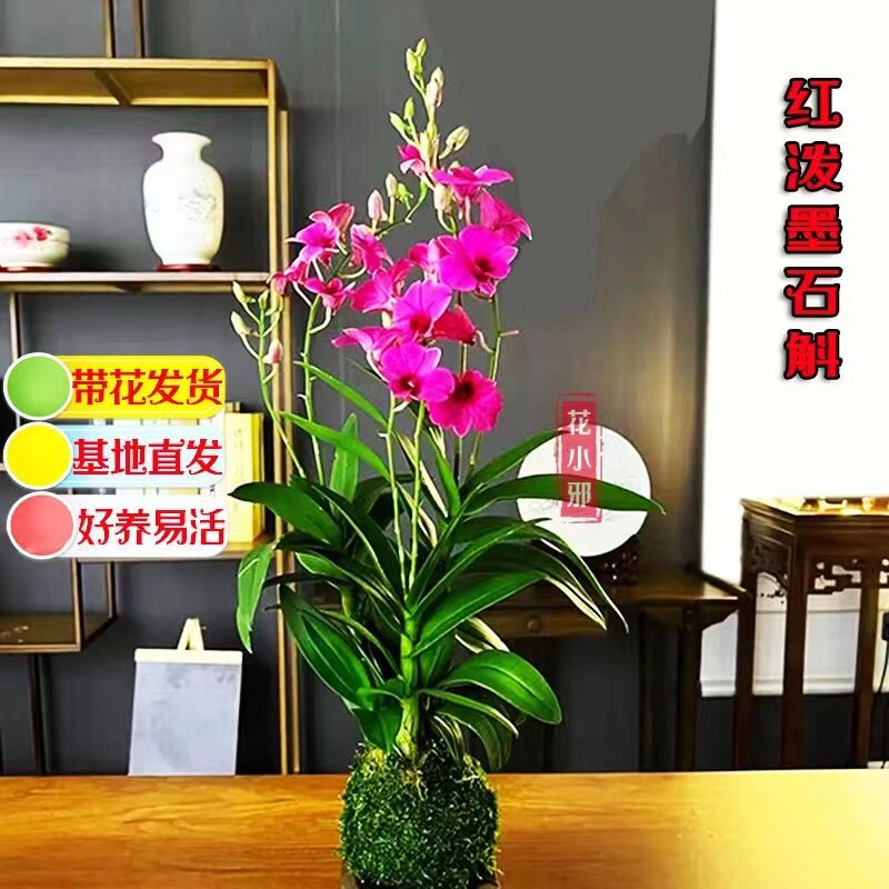 速发精品泼墨石斛带花斛四季开花盆栽秋石苞泡茶桌客厅甲化空气吸