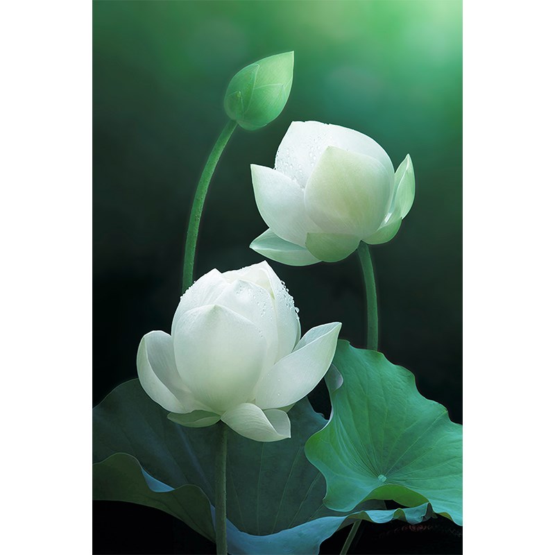 速发白荷花莲花画饰画荷叶自纸风景白莲花海报挂装油画布壁然贴画
